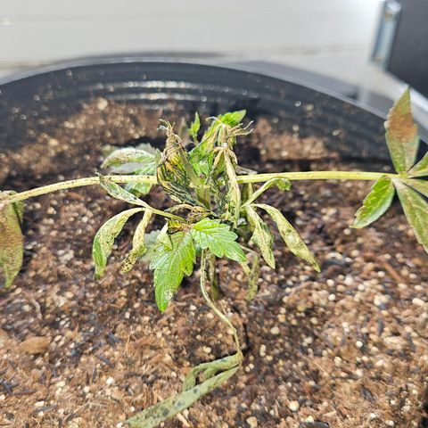 Pineapple express auto growlog photo: Bem abatida após a aplicação de neem e calor