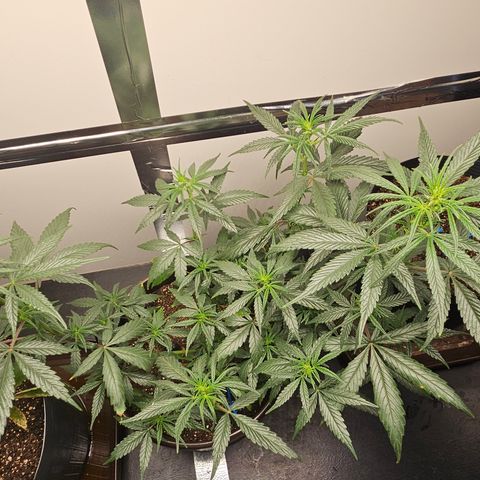 Gorilla Glue growlog timeline photo