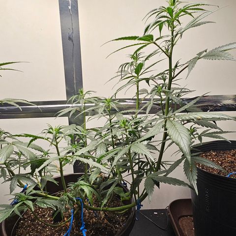 Gorilla Glue growlog timeline photo