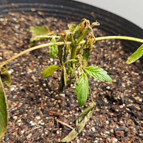 Pineapple express auto growlog timeline photo