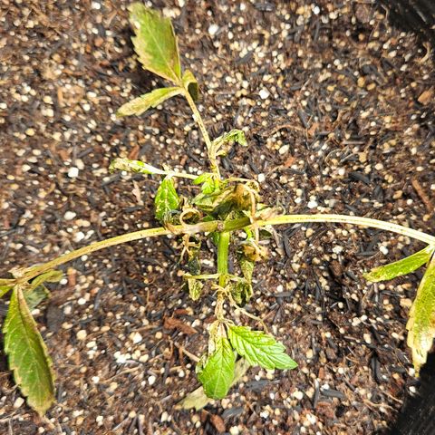 Pineapple express auto growlog timeline photo