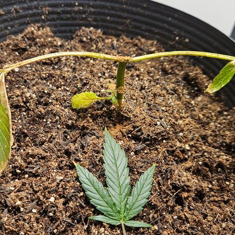 Pineapple express auto growlog photo: Tirada toda parte morta da planta na tentativa de salvá-la 