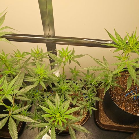 Gorilla Glue growlog timeline photo