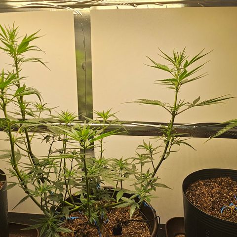 Gorilla Glue growlog timeline photo