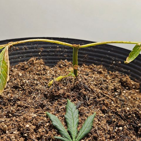 Pineapple express auto growlog timeline photo