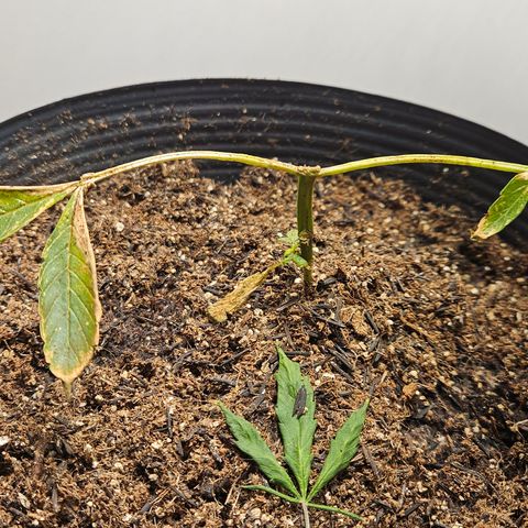 Pineapple express auto growlog timeline photo