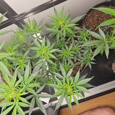 Gorilla Glue growlog timeline photo
