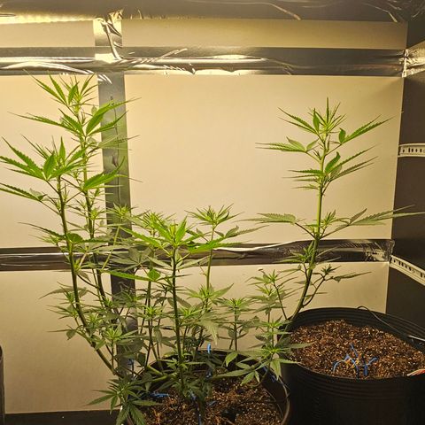 Gorilla Glue growlog timeline photo