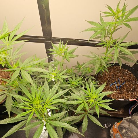 Gorilla Glue growlog timeline photo