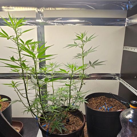 Gorilla Glue growlog timeline photo