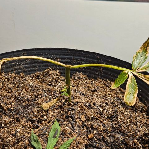 Pineapple express auto growlog timeline photo