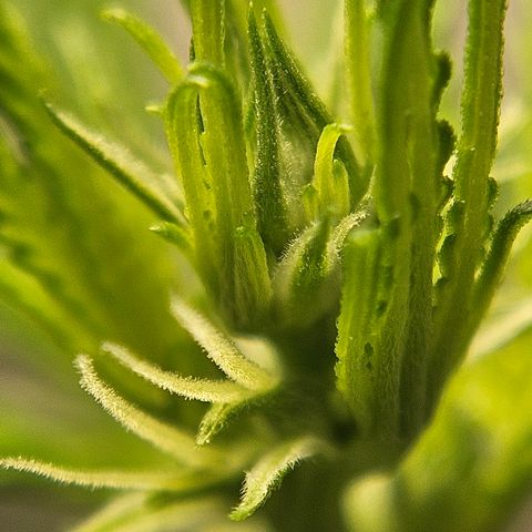 Gorilla Glue growlog timeline photo