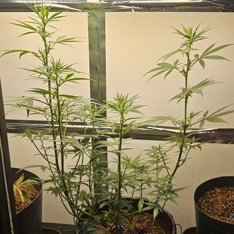 Gorilla Glue growlog timeline photo