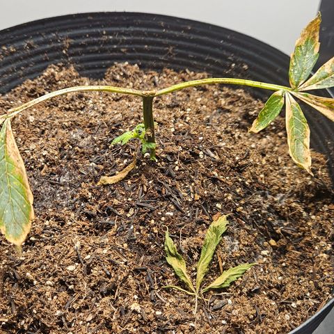 Pineapple express auto growlog timeline photo
