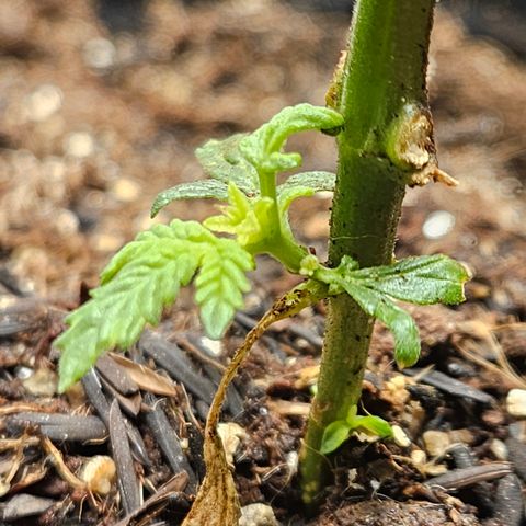 Pineapple express auto growlog timeline photo