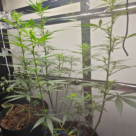Gorilla Glue growlog timeline photo