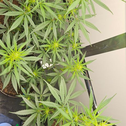 Gorilla Glue growlog timeline photo