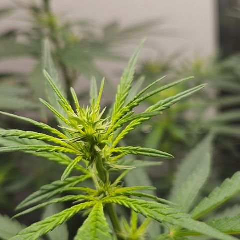 Gorilla Glue growlog timeline photo