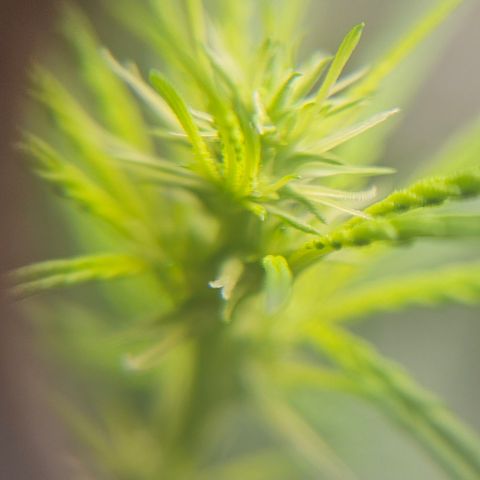 Gorilla Glue growlog timeline photo