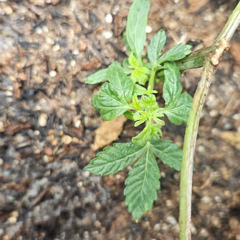 Pineapple express auto growlog timeline photo