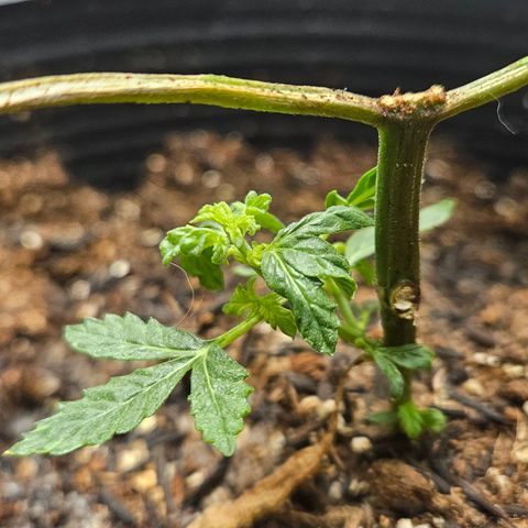 Pineapple express auto growlog timeline photo