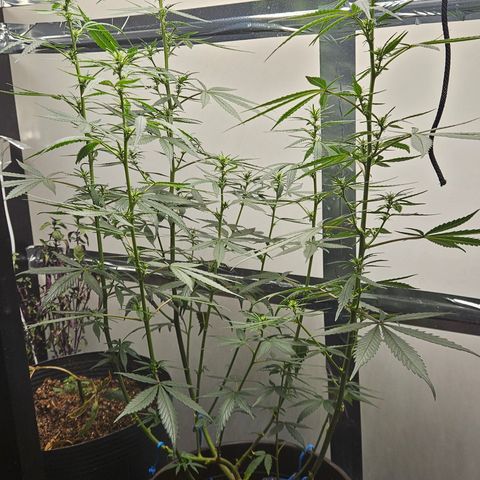 Gorilla Glue growlog timeline photo