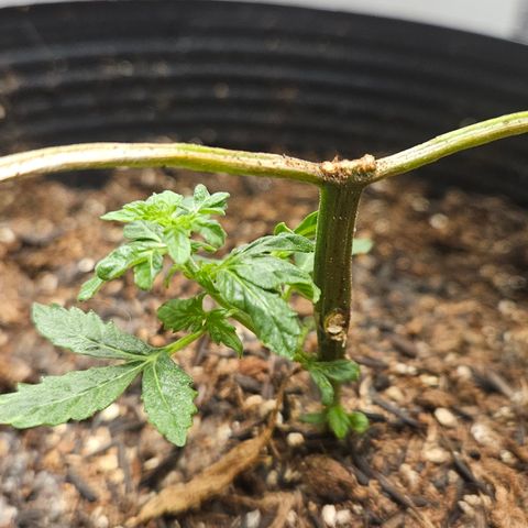 Pineapple express auto growlog timeline photo