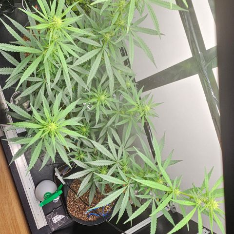 Gorilla Glue growlog timeline photo
