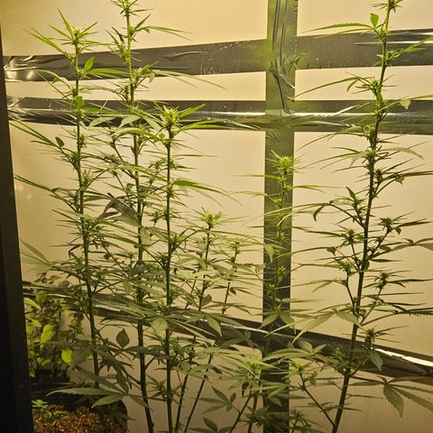 Gorilla Glue growlog timeline photo