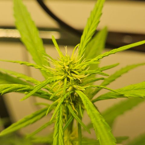 Gorilla Glue growlog timeline photo