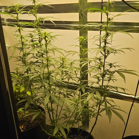 Gorilla Glue growlog timeline photo