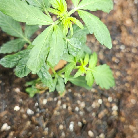 Pineapple express auto growlog timeline photo