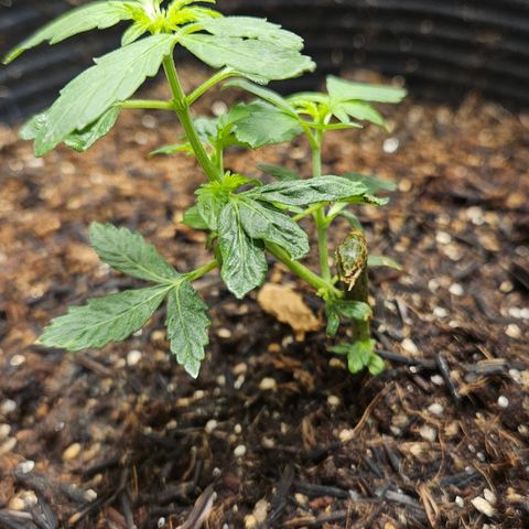 Pineapple express auto growlog timeline photo