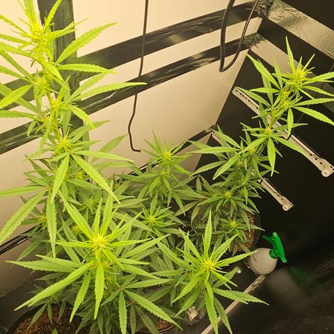 Gorilla Glue growlog timeline photo