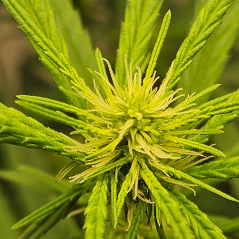 Gorilla Glue growlog timeline photo