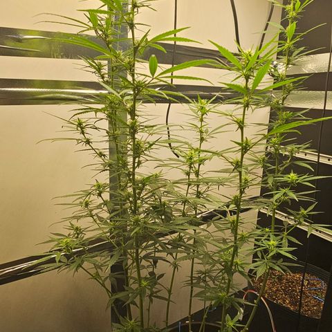 Gorilla Glue growlog timeline photo