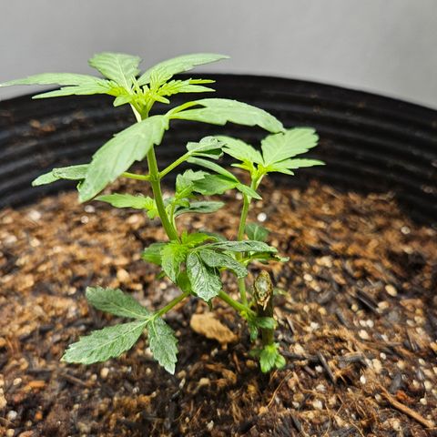 Pineapple express auto growlog timeline photo