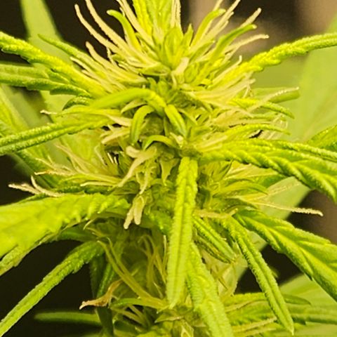 Gorilla Glue growlog timeline photo