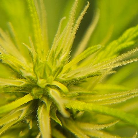 Gorilla Glue growlog timeline photo