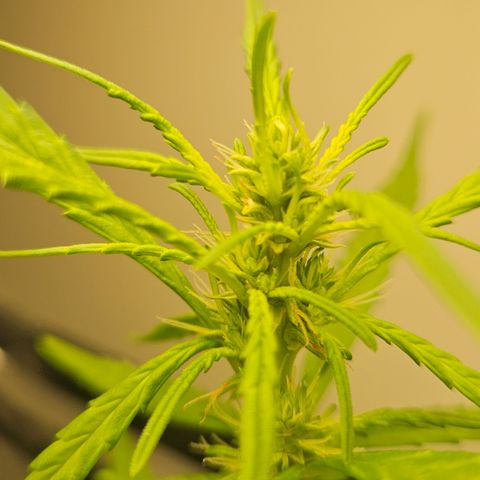 Gorilla Glue growlog timeline photo
