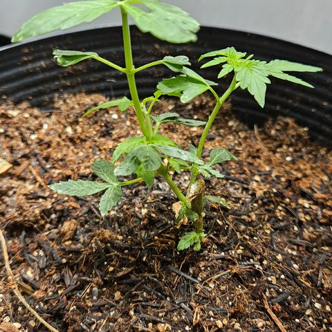 Pineapple express auto growlog timeline photo