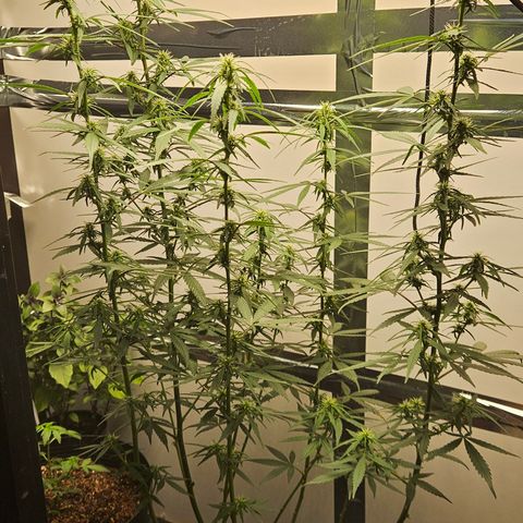 Gorilla Glue growlog timeline photo