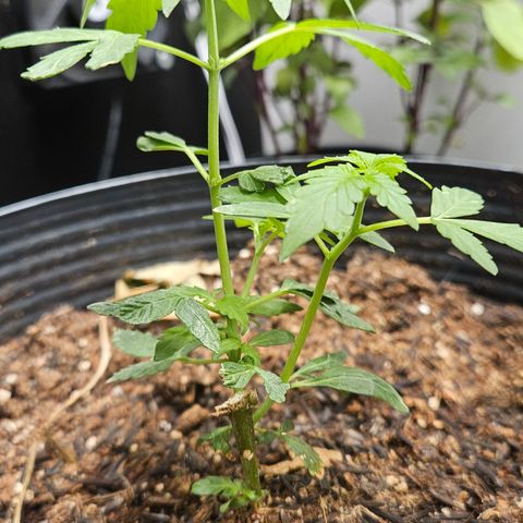 Pineapple express auto growlog timeline photo