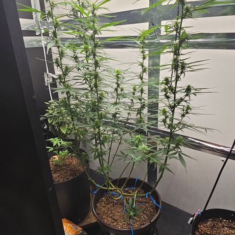 Gorilla Glue growlog timeline photo