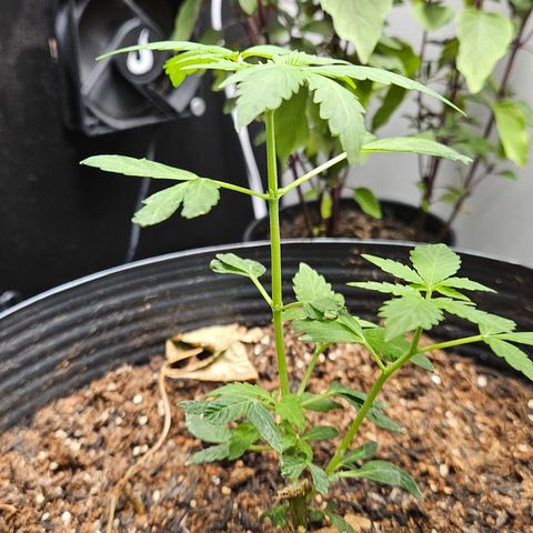 Pineapple express auto growlog timeline photo