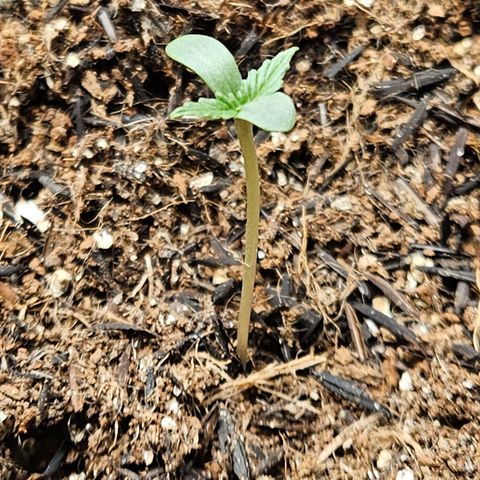 Pineapple Express Auto growlog timeline photo