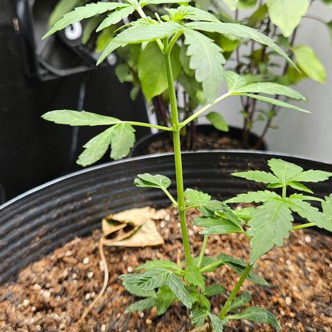 Pineapple express auto growlog timeline photo