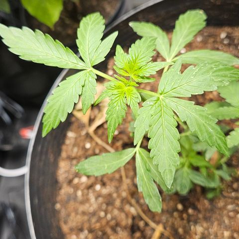 Pineapple express auto growlog timeline photo