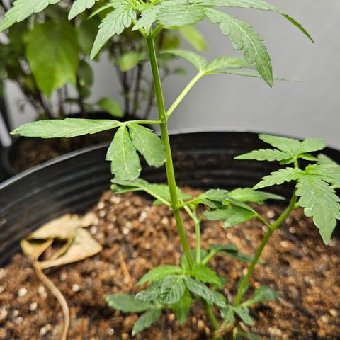 Pineapple express auto growlog timeline photo
