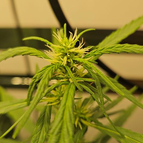 Gorilla Glue growlog timeline photo